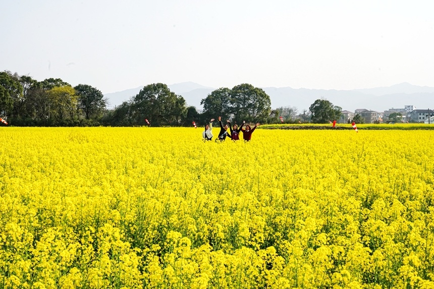 曾恒贵摄航拍镜头下的江西省抚州市广昌县头陂镇龙虎村油菜花田.