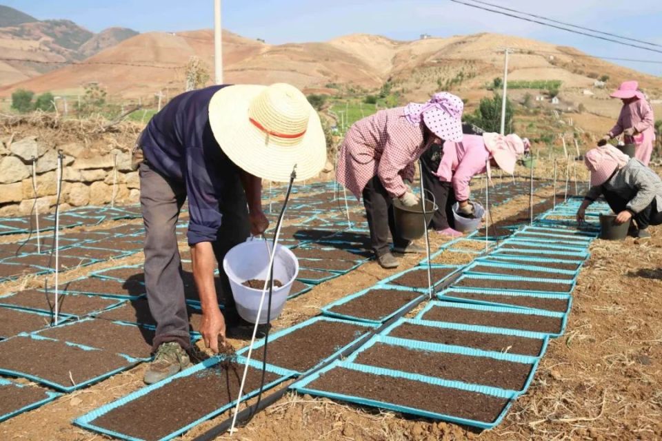 【乡村振兴】大营镇:水稻集中育秧忙!育出粮食丰收"好苗头"