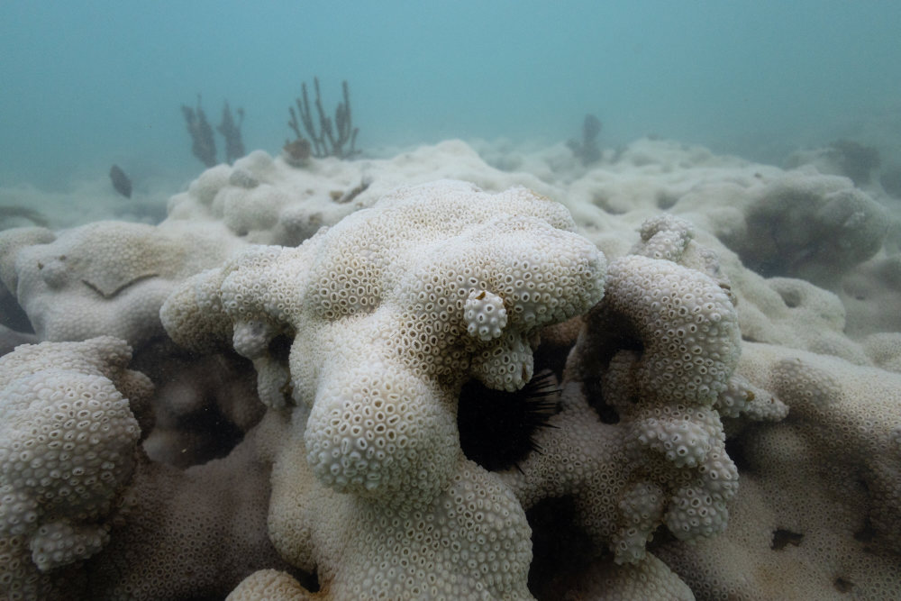 巴西白化的珊瑚