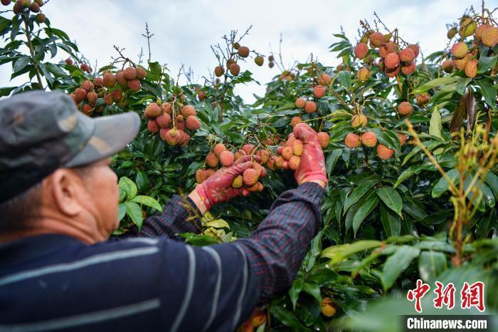 海口火山荔枝主产地举办荔枝节活动开启"甜蜜季节"