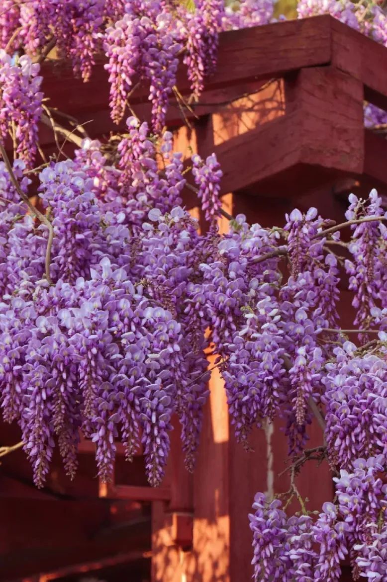 迎泽多处紫藤花"浪漫"上线