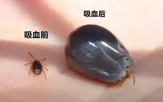 蜱虫恶心图片