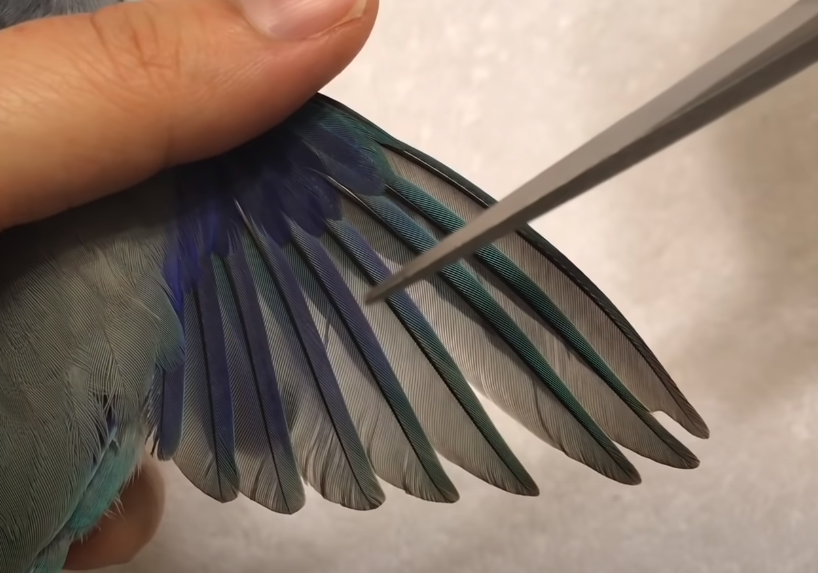 怎样正确剪羽?需要剪掉多少根初级飞羽_腾讯新闻