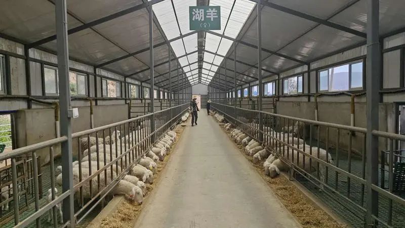 大湾乡良种羊繁育基地羊圈.