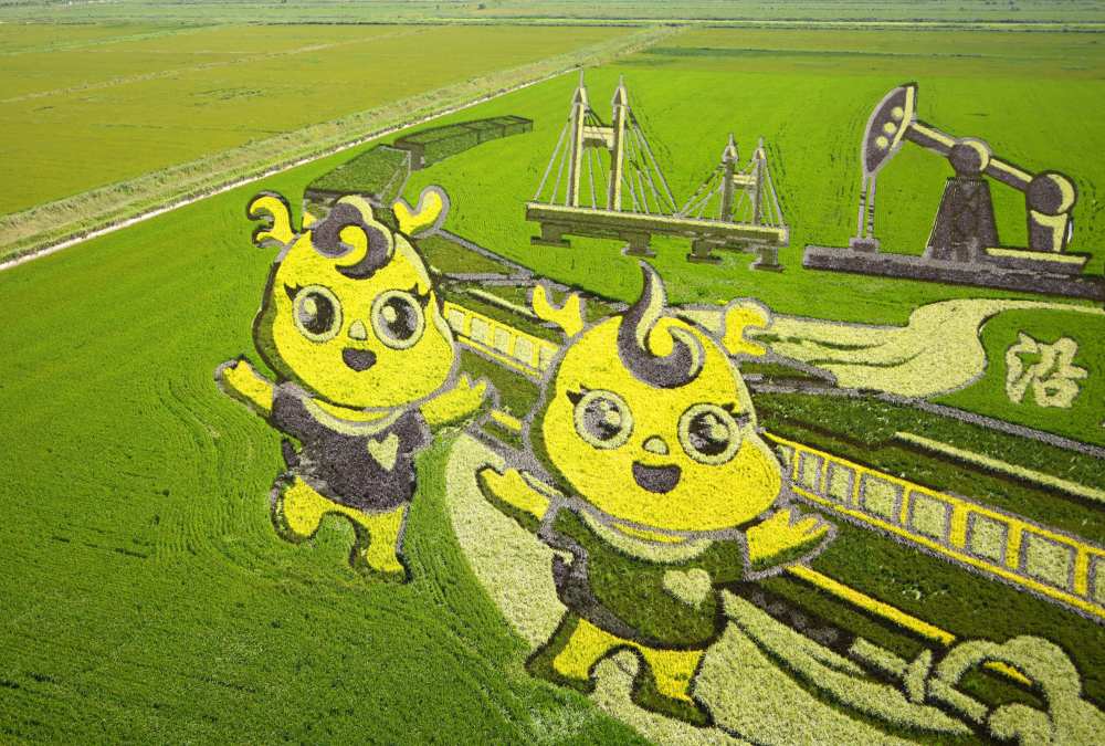 山东东营:稻田作画绘美景