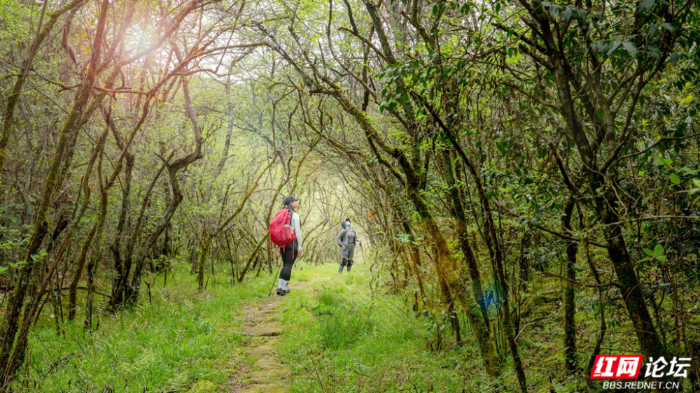 组图丨炎陵:曲径通幽,沿着百年前的茶盐古道赏青山红花
