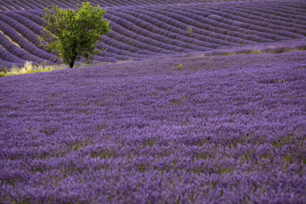 普罗旺斯的薰衣草花田