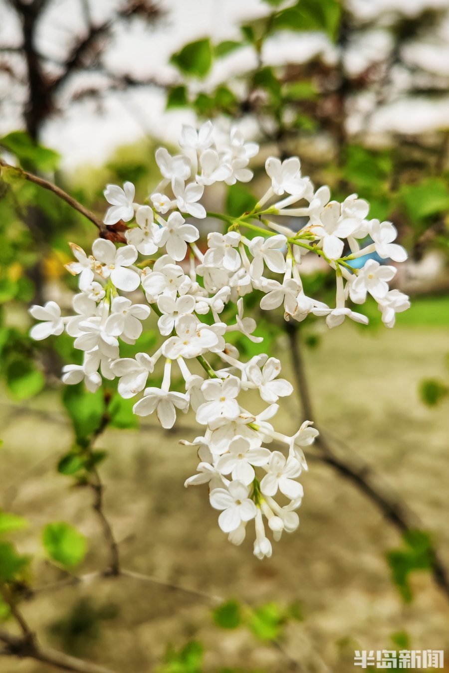 丁香花开香满园_腾讯新闻