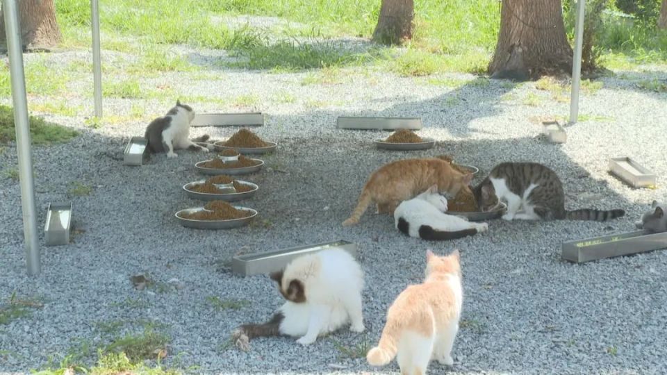 沪知名流浪猫庇护基地关门?园方最新回应!