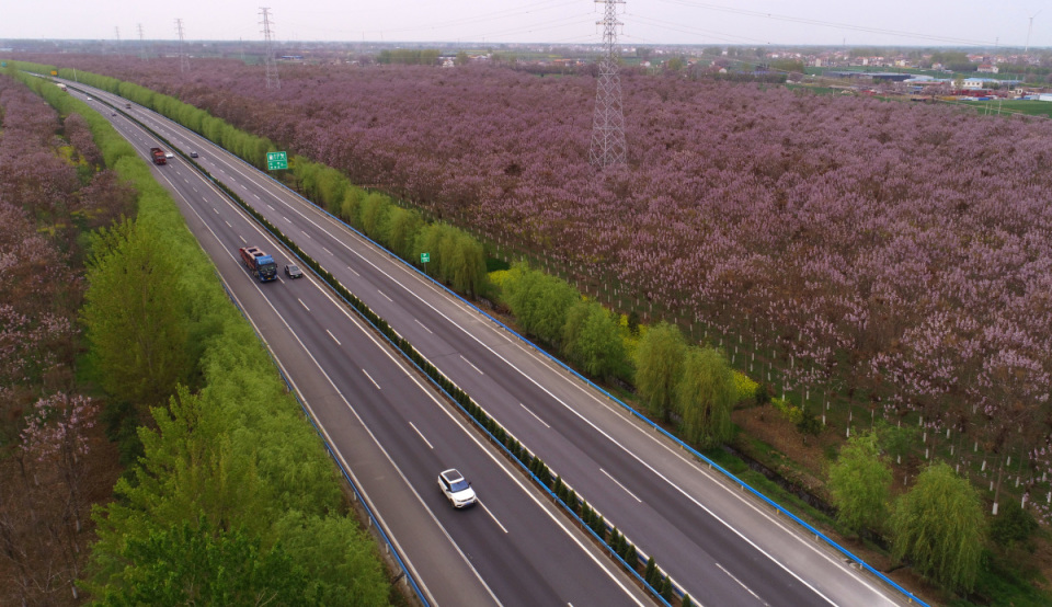 高清图集:又见焦桐花开_腾讯新闻