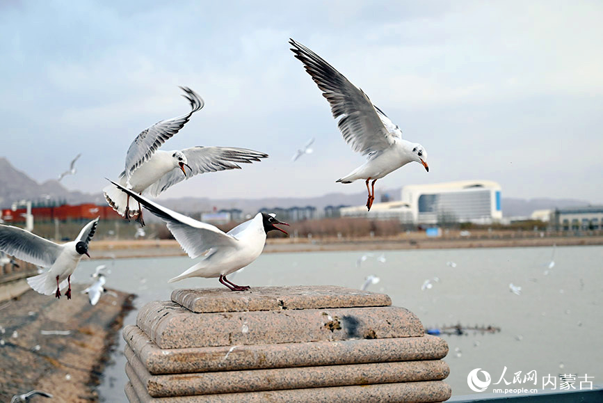 内蒙古乌海春日鸥遇