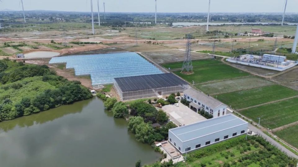 近日,记者来到陈集镇现代农业园区,只见嫩绿的秧苗迎风起舞,现代化