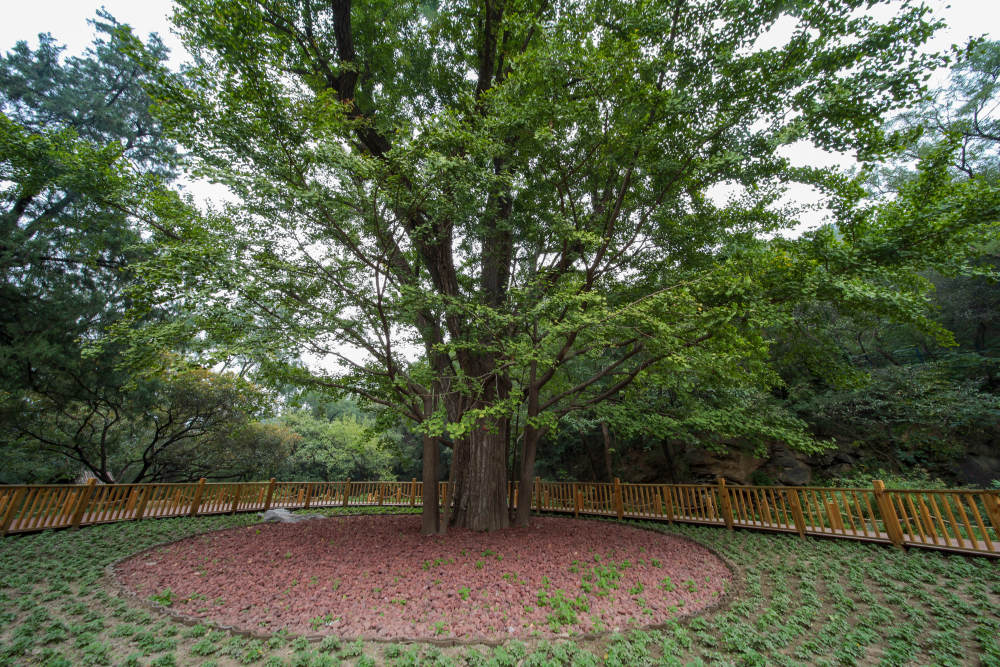 香山公园设立古树保护示范区，为古树增加减震“拐杖”-腾讯新闻