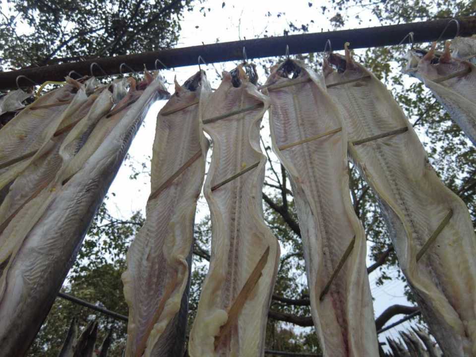 咸祥老渔民教您做宁波传统风鳗_腾讯新闻