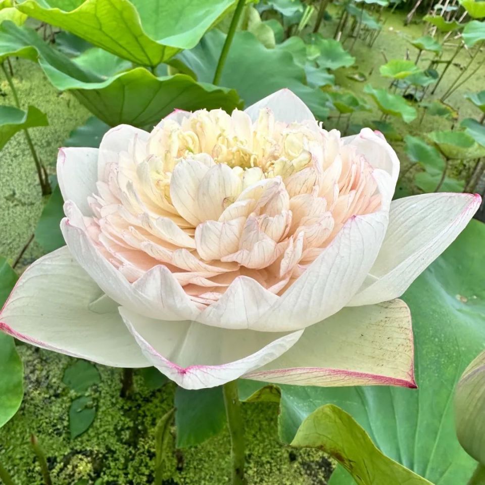 妈妈的莲花头像又双叒上新啦