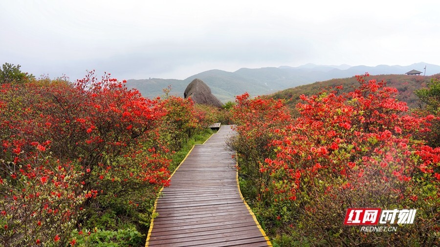 浏阳大围山杜鹃花海进入最佳观赏期_腾讯新闻