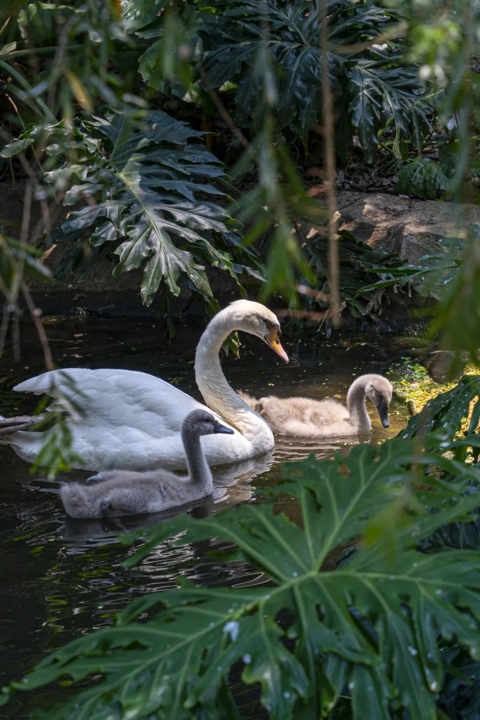 领地里尽显王者气场凭借"发型"屡屡"出圈"的狮子阿杭相伴在旁画风一转