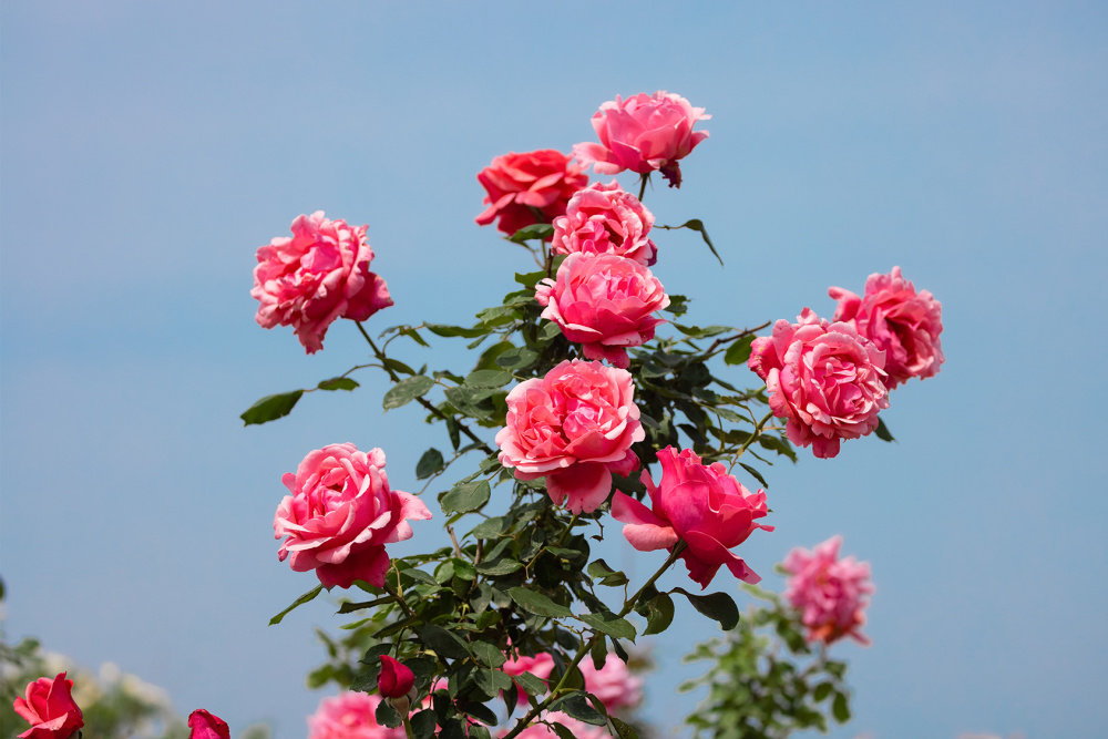 山东好景|"花中宝贝"让人陶醉_腾讯新闻