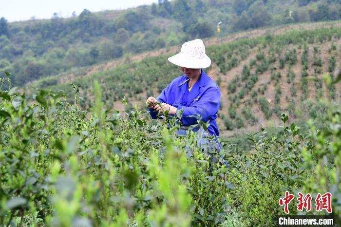 广西罗城明前茶采摘忙