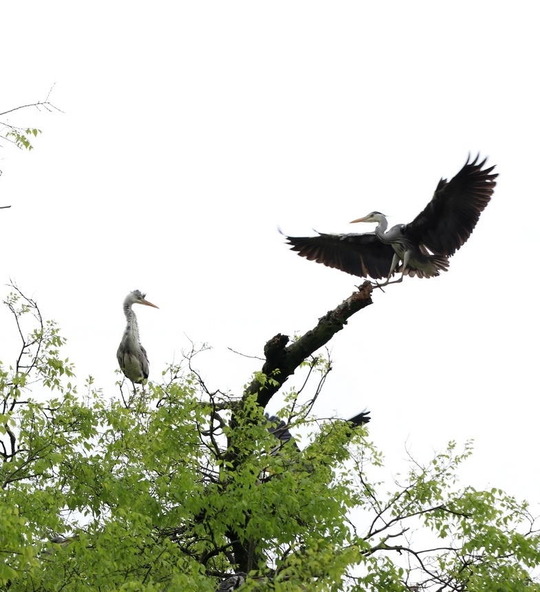 习水生态环境美苍鹭偕春归