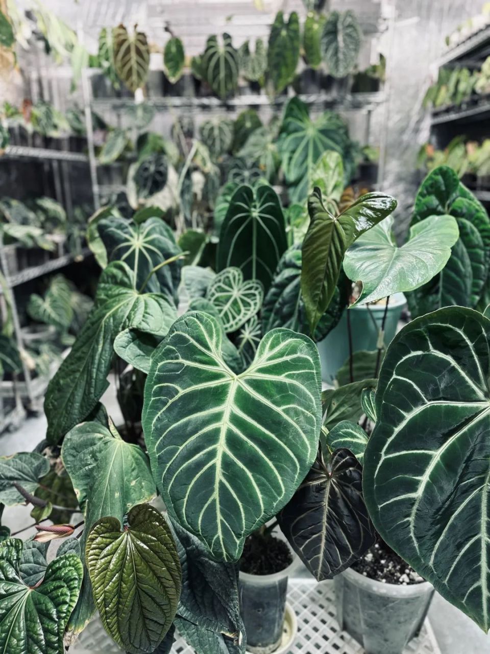 上万块买片叶子,热带植物成为新式潮玩