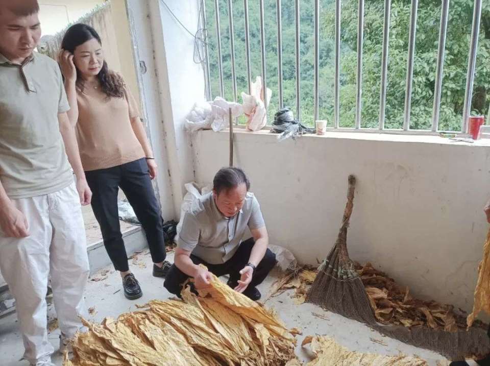 紫阳县汉王镇:"黄金叶"托起"黄金业" 烤烟产业赋能乡村振兴