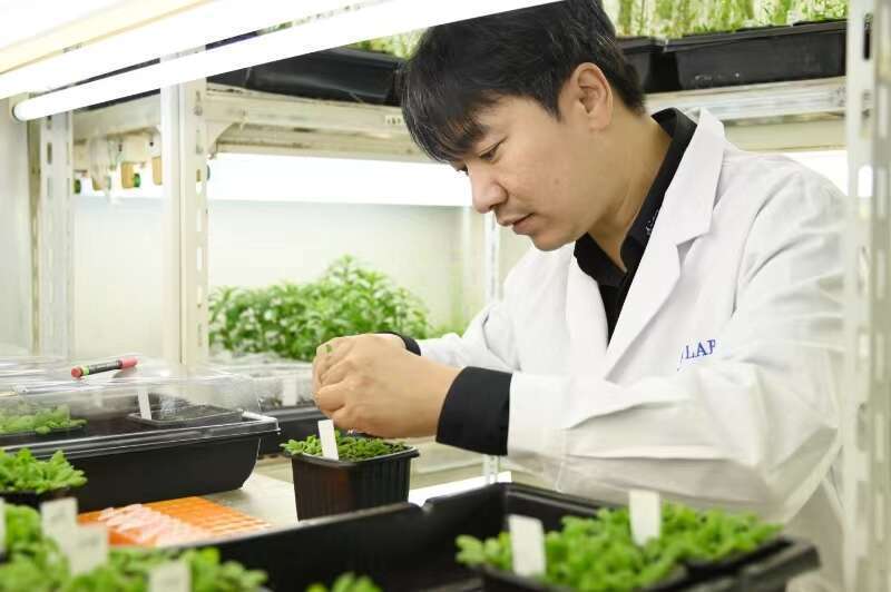 9500岁的树为啥能长生不老?中国科学家从十字花科植物入手探究了一番