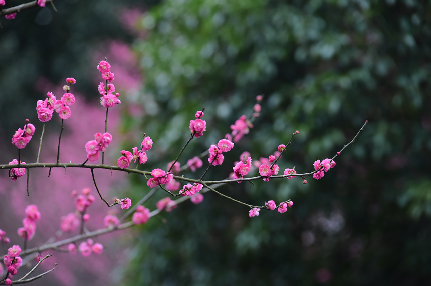 寒梅花长什么样子图片图片