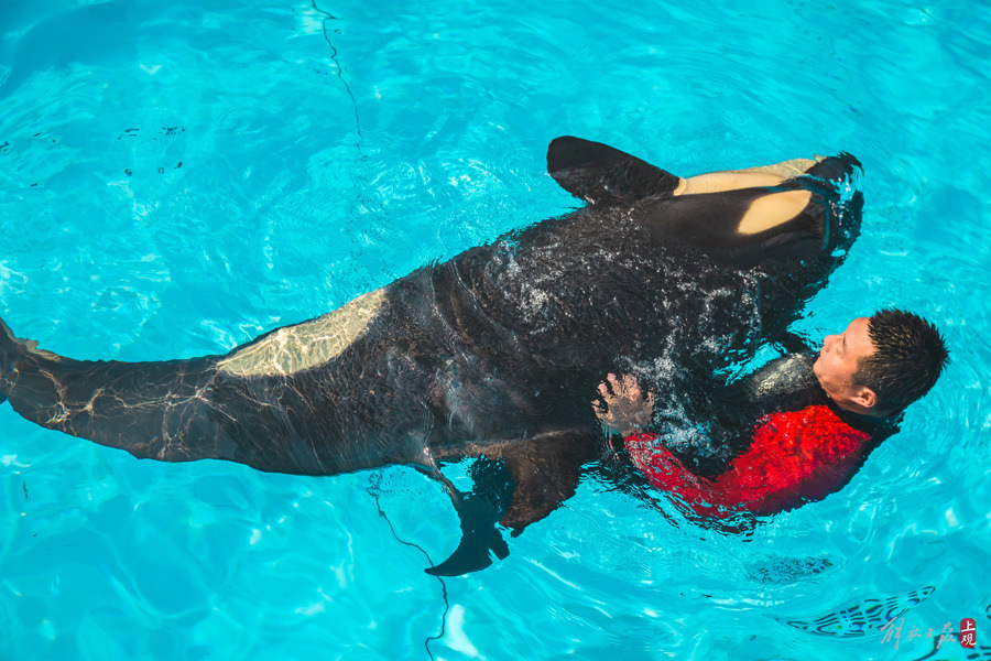 虎鲸家族添二宝,小家伙俏皮爱吐舌头