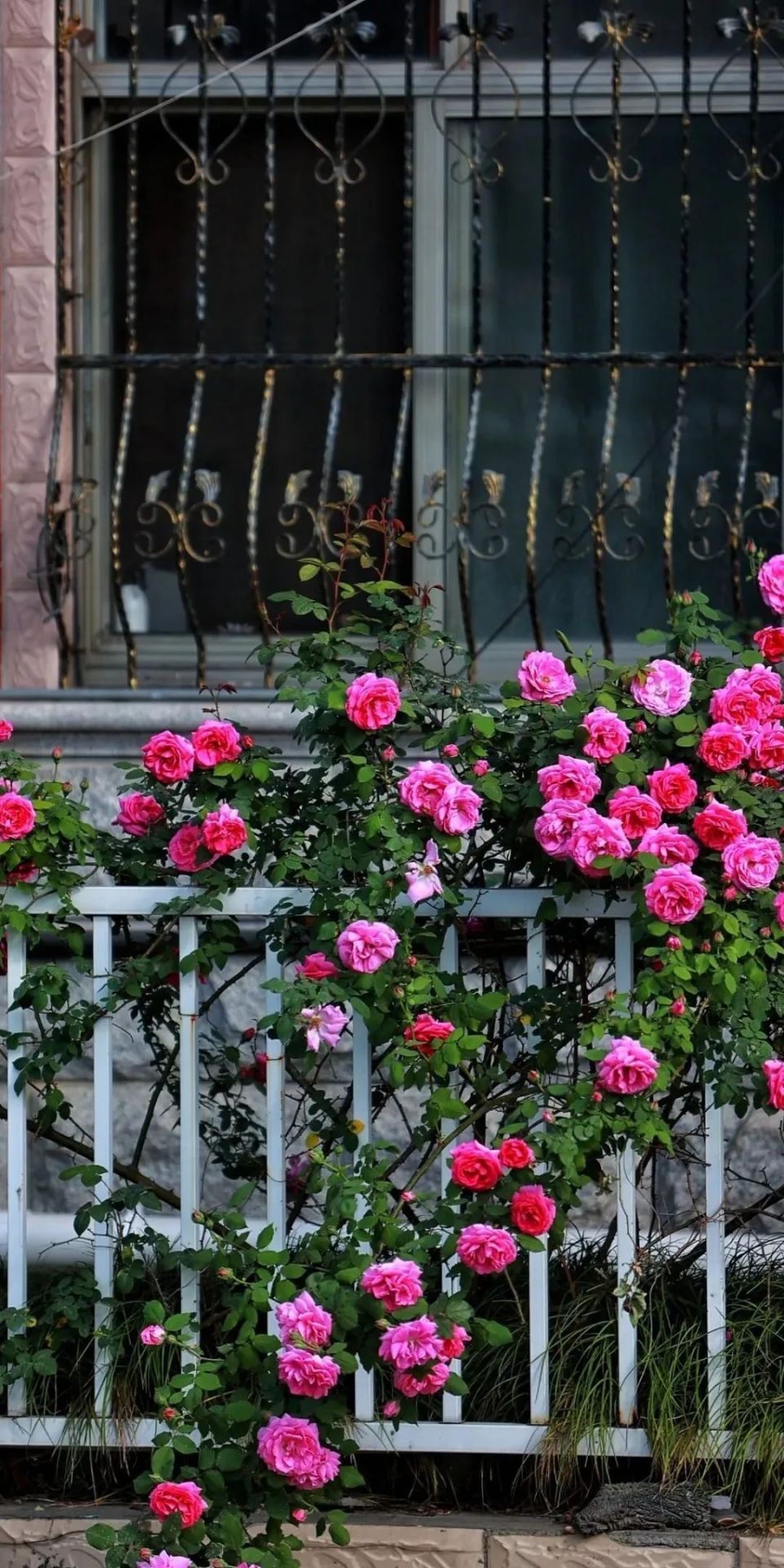 初夏的浪漫,乘坐公共交通邂逅蔷薇花海