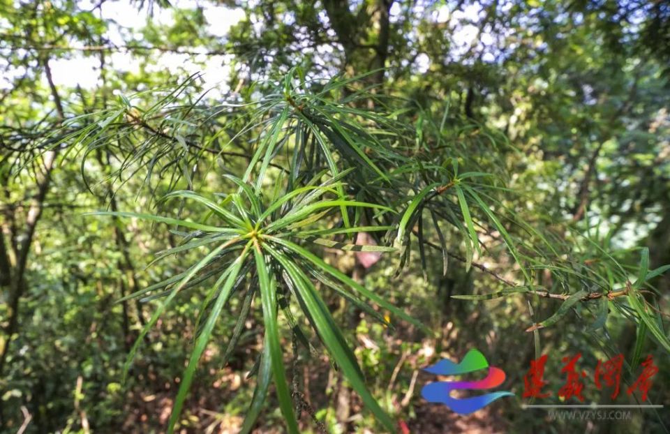 23年倾力守护！人工繁殖的银杉终于开花挂果了_腾讯新闻
