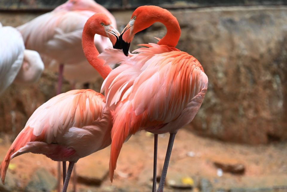 高调秀恩爱深圳野生动物园动物忙求偶