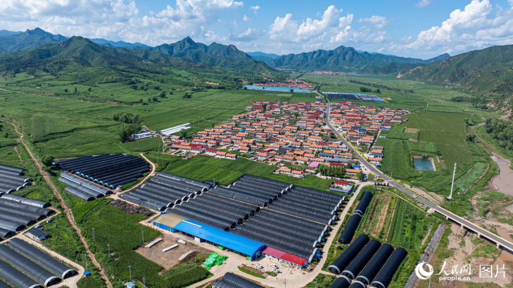 承德市隆化县章吉营镇的香菇种植园内,工人在分拣香菇.