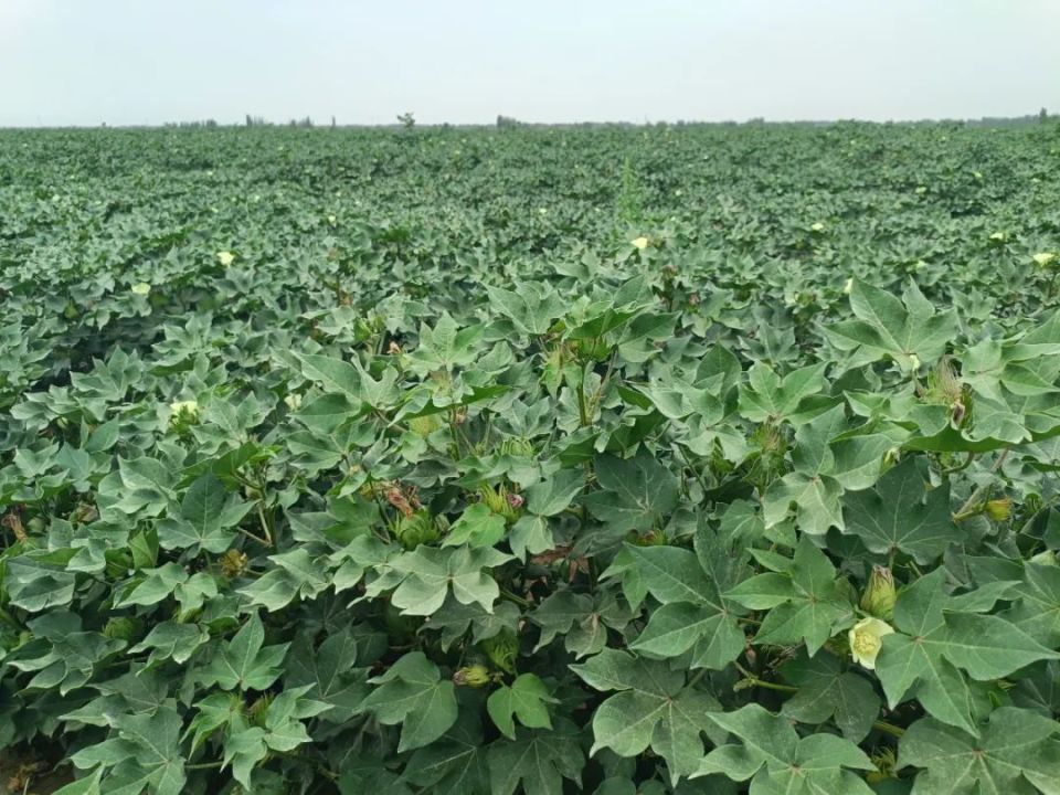 轮台:百万亩棉花长势喜人丰收在望