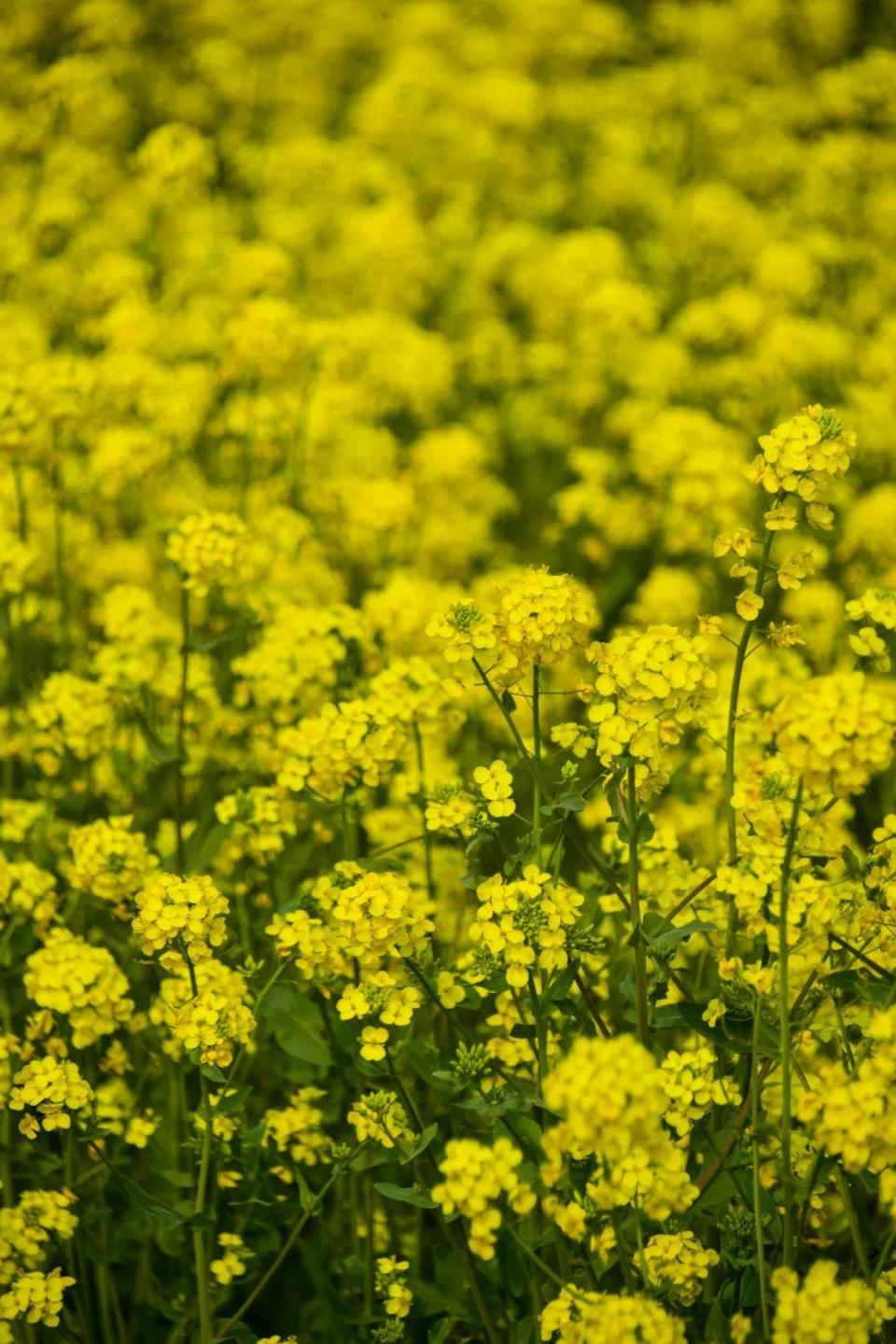 壁纸 成片种植 风景 花 植物 种植基地 桌面 960_1440 竖版 竖屏 手机