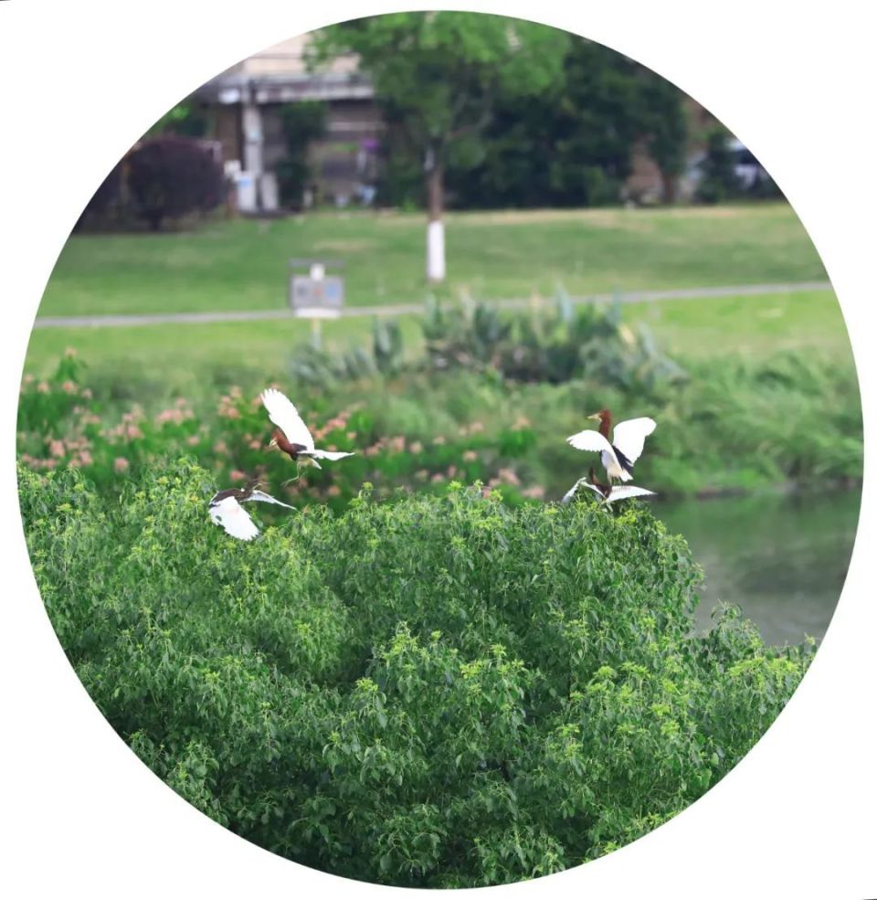 灵溪水景公园"白色精灵"起舞如仙子!