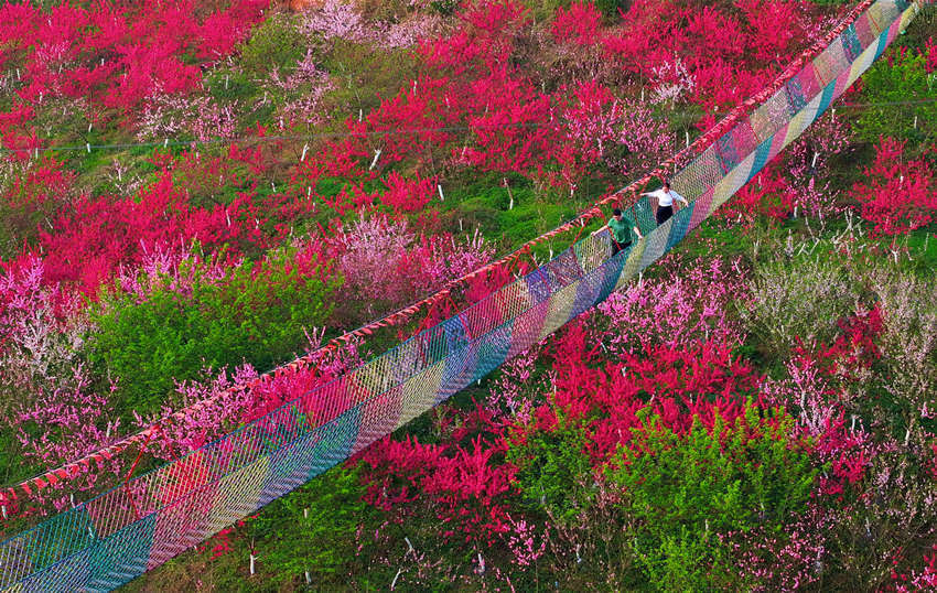 四川纳溪:千亩桃花迎春盛放 美了乡村富了村民_腾讯新闻