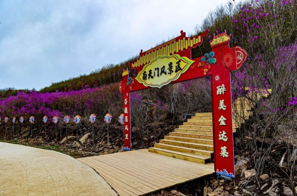 这个"南天门"不一般,金达莱花海开得正艳!