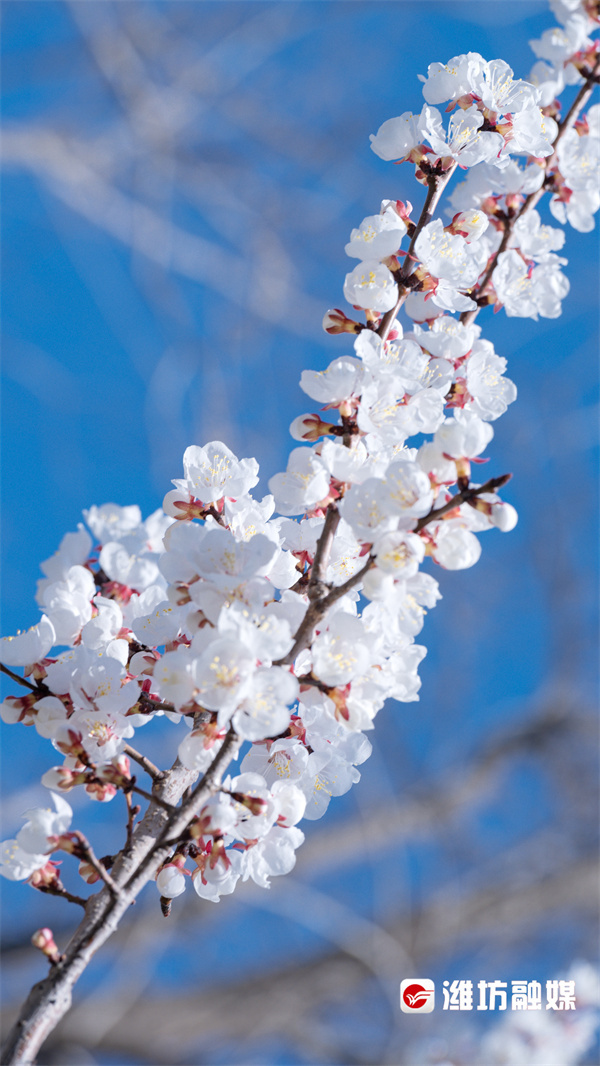 杏花,用其独特的气质成为这个春天里不可替代的一抹风景