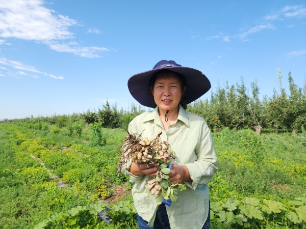 库尔勒:优化产业结构  花生迎丰收