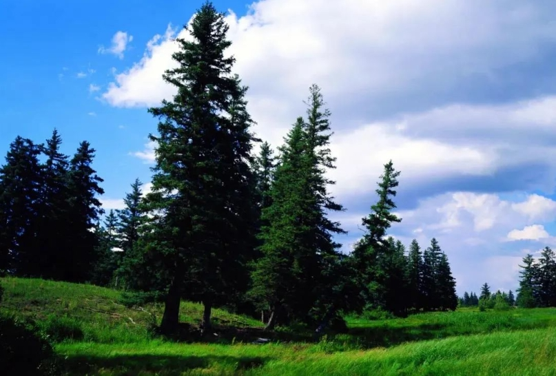 沙地云杉是稀有珍贵树种,素有"植物中的大熊猫"和"生物基因库"之称,现
