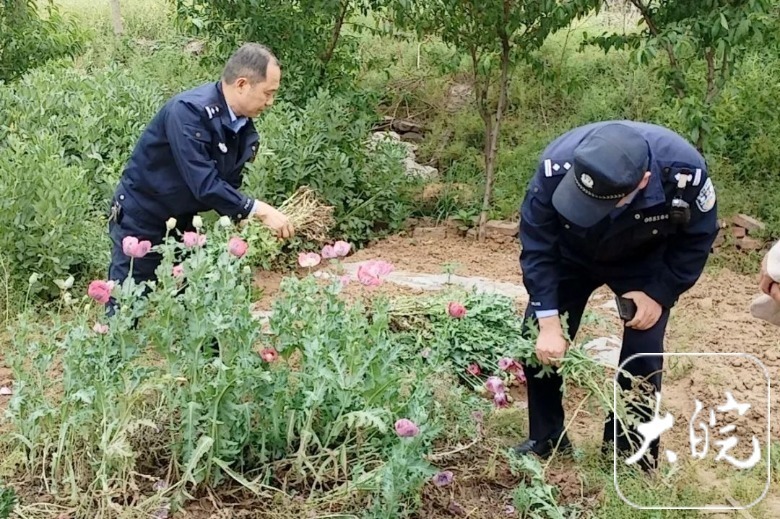 东城派出所民警在工作中发现,辖区某小区楼顶有人用泡沫箱大面积种植