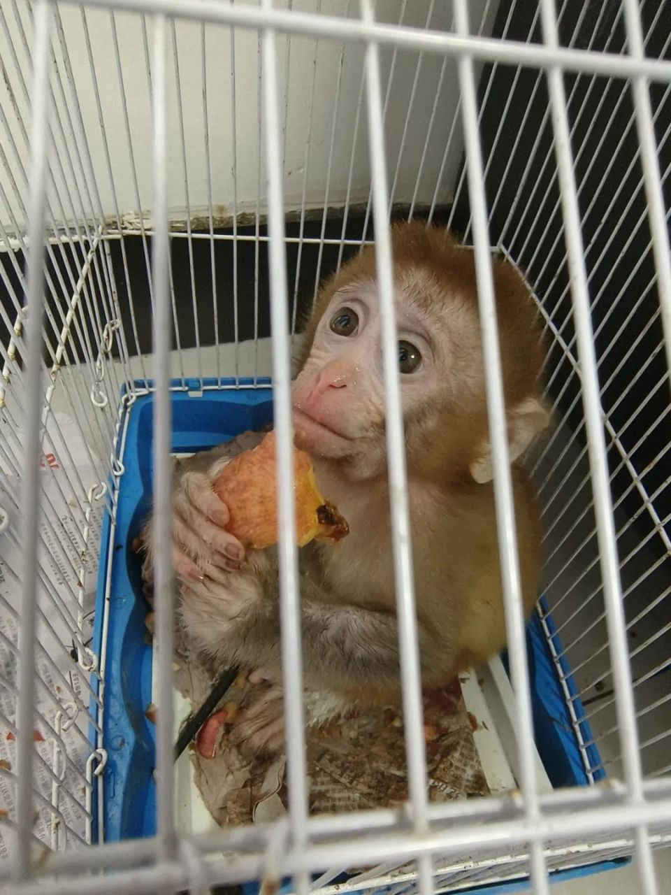 一只鹦鹉似被小猴子的叫声吸引从窗口飞进了派出所落在了民警的肩膀上