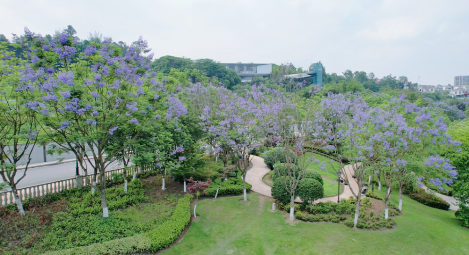 龙盛新城蓝花楹绽放 市民邂逅"梦幻花海"