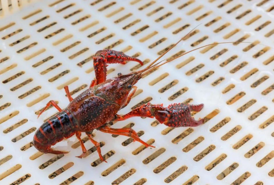 新源县本地小龙虾上市