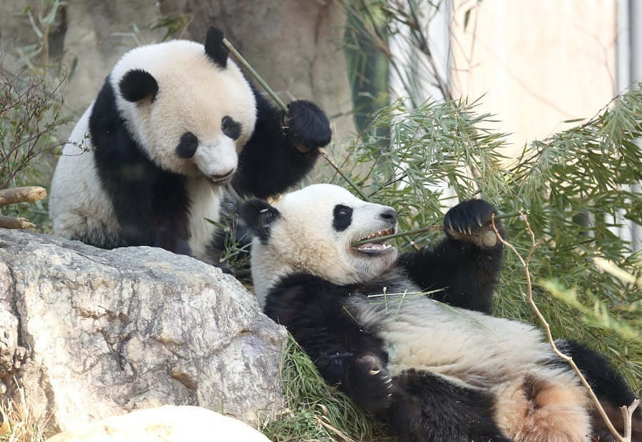 熊猫图片真实照片全身图片