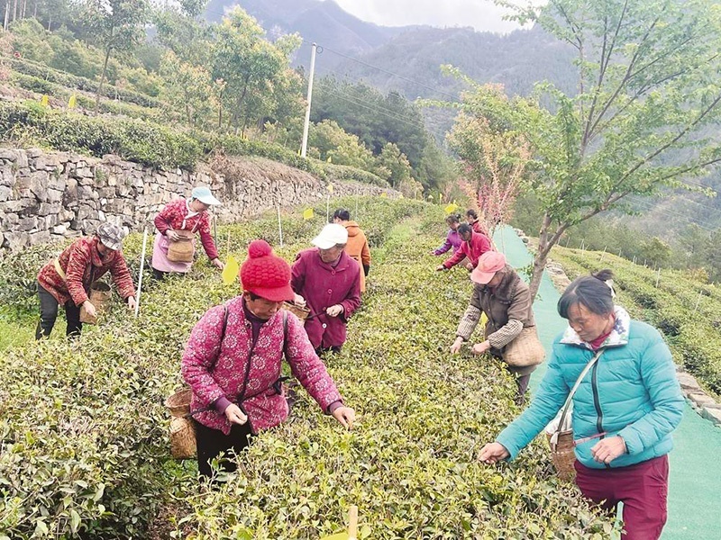 旺苍县高阳镇4万亩茶叶2022年产值约10亿元