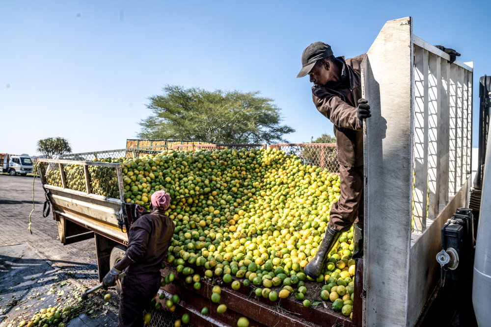 (国际) 南非:收获柑橘