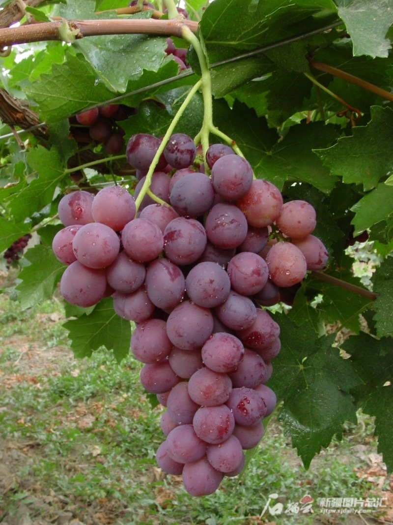 神舟十六号搭载的葡萄种子出自吐鲁番