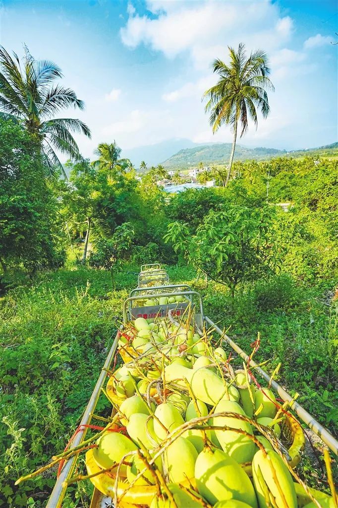 海南,实力领"鲜"!